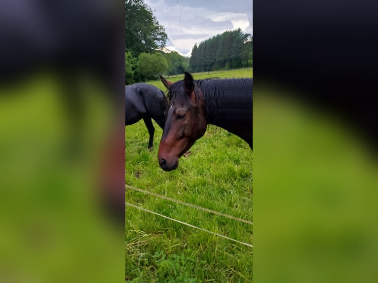 Paso Iberoamericano Caballo castrado 4 años 156 cm Castaño in Waldbröl