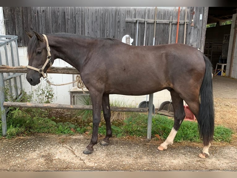 Paso Iberoamericano Castrone 2 Anni 150 cm Morello in Hohenburg