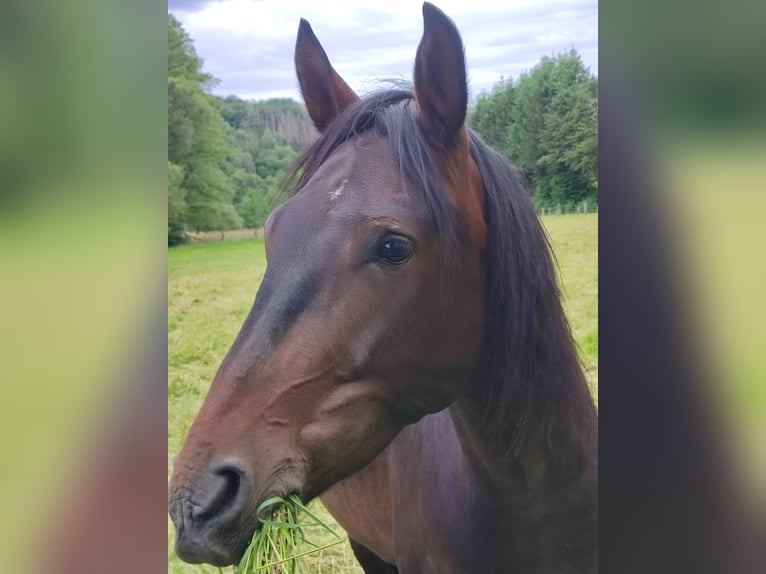 Paso Iberoamericano Castrone 4 Anni 156 cm Baio in Waldbröl