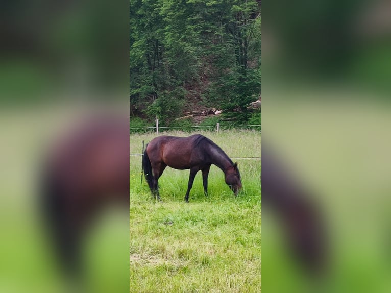 Paso Iberoamericano Castrone 4 Anni 156 cm Baio in Waldbröl