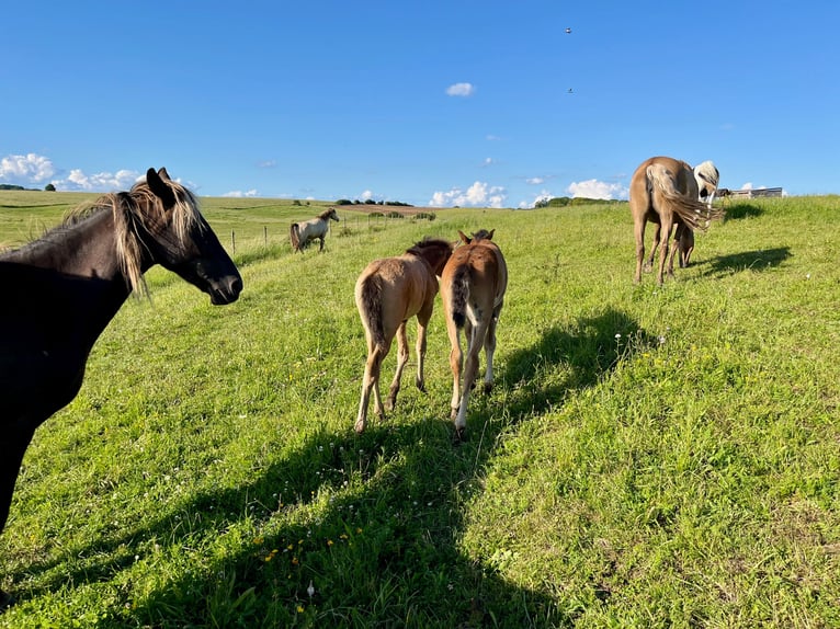 Paso Iberoamericano Étalon 1 Année Isabelle in Schallstadt