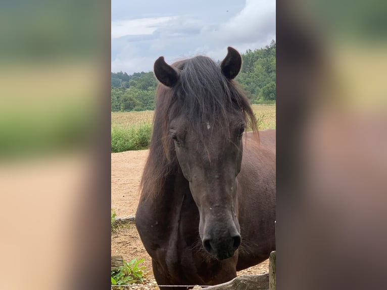 Paso Iberoamericano Gelding 2 years 14,2 hh Black in Hohenburg