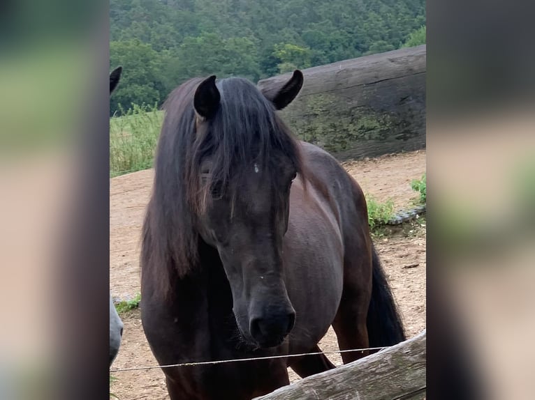 Paso Iberoamericano Gelding 2 years 14,2 hh Black in Hohenburg