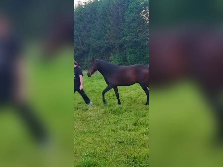 Paso Iberoamericano Gelding 5 years 15,1 hh Brown in Waldbröl