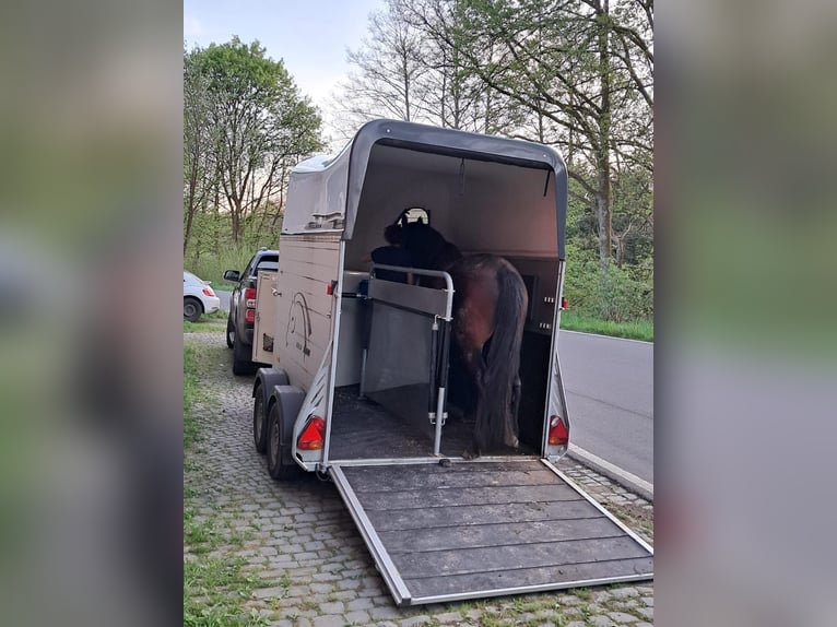 Paso Iberoamericano Gelding 5 years 15,1 hh Brown in Waldbröl