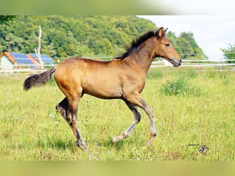 Paso Iberoamericano Giumenta 10 Anni 160 cm Falbo in Beratzhausen