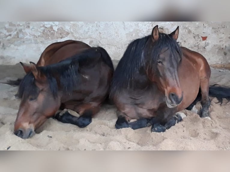 Paso Iberoamericano Giumenta 10 Anni 160 cm Falbo in Beratzhausen