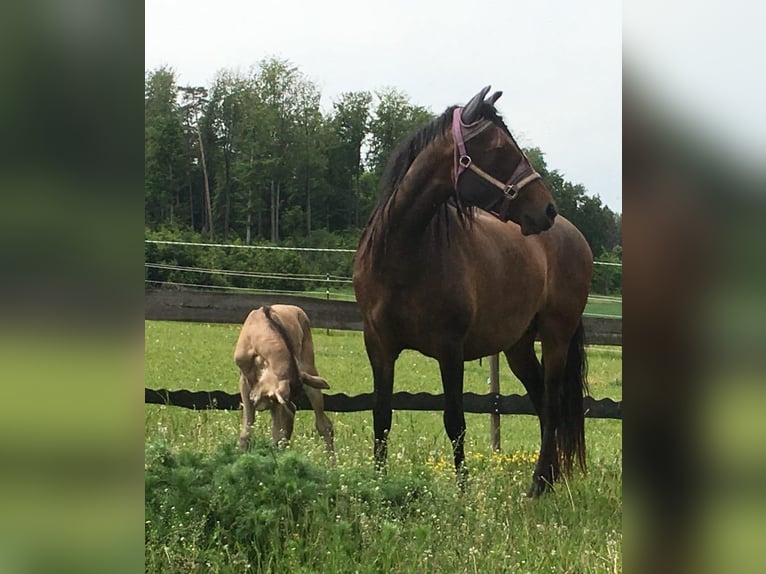 Paso Iberoamericano Giumenta 10 Anni 160 cm Falbo in Beratzhausen