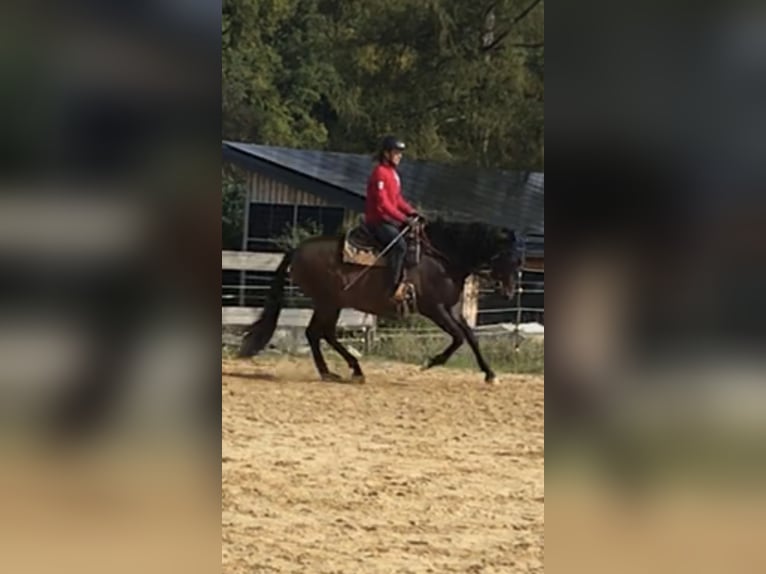 Paso Iberoamericano Giumenta 10 Anni 160 cm Falbo in Beratzhausen