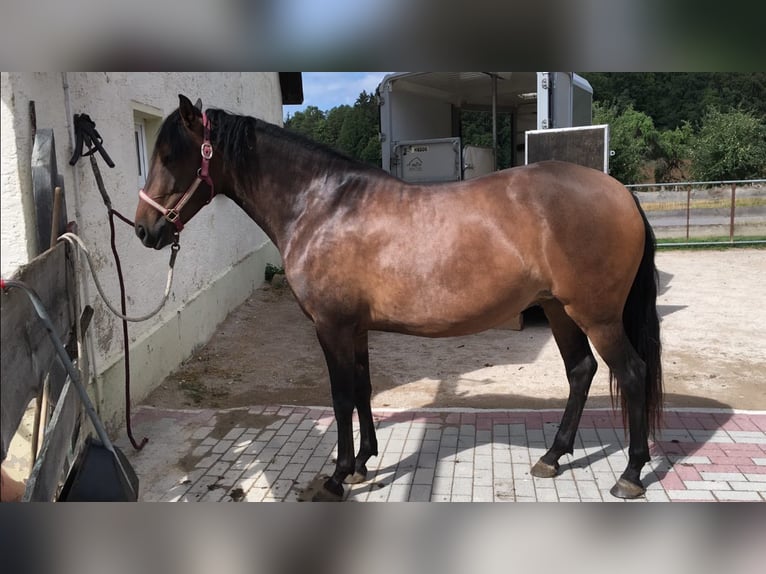 Paso Iberoamericano Giumenta 10 Anni 160 cm Falbo in Beratzhausen