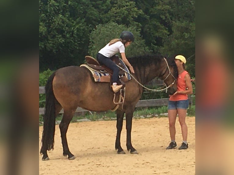 Paso Iberoamericano Giumenta 10 Anni 160 cm Falbo in Beratzhausen