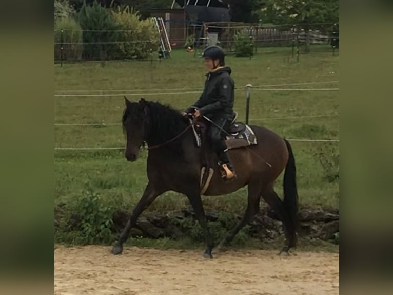 Paso Iberoamericano Giumenta 10 Anni 160 cm Falbo in Beratzhausen