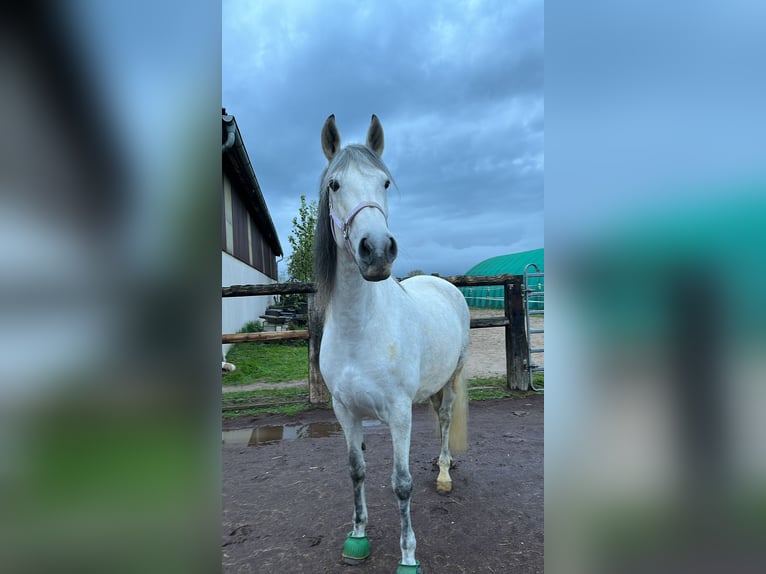 Paso Iberoamericano Giumenta 14 Anni 166 cm Grigio in Lohmar