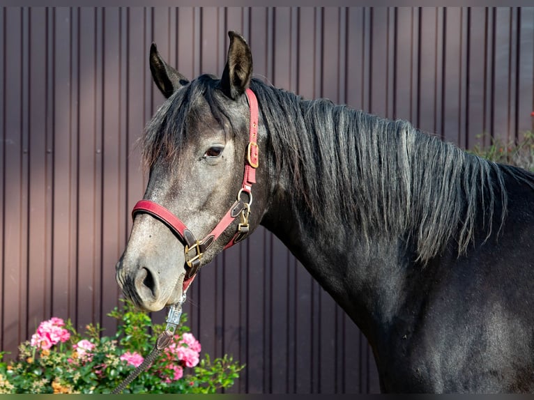 Paso Iberoamericano Giumenta 3 Anni 150 cm Può diventare grigio in Stadtallendorf