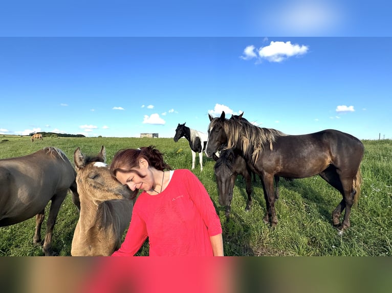 Paso Iberoamericano Hengst 1 Jaar Falbe in Schallstadt