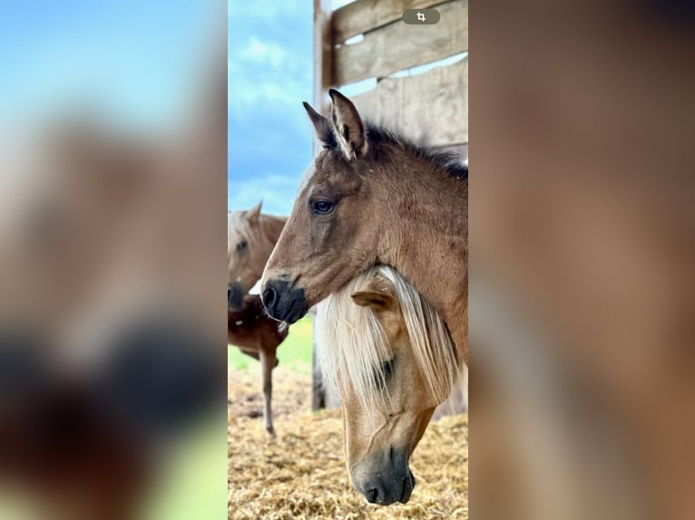 Paso Iberoamericano Hengst 1 Jaar Falbe in Schallstadt