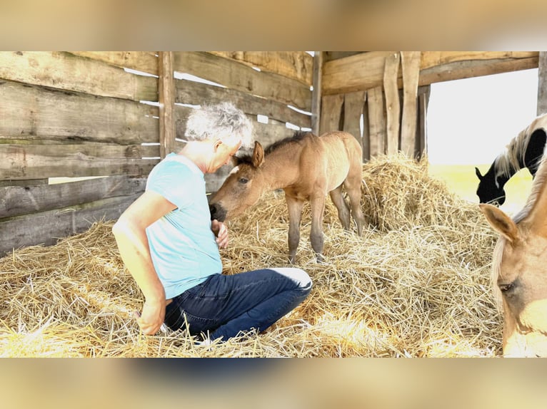 Paso Iberoamericano Hengst 1 Jahr Falbe in Schallstadt