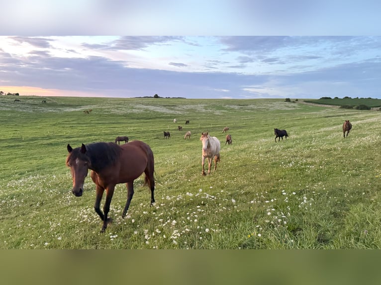 Paso Iberoamericano Hengst 1 Jahr Falbe in Schallstadt