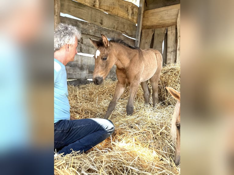 Paso Iberoamericano Hengst 1 Jahr Falbe in Schallstadt