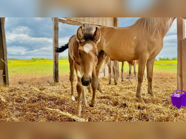 Paso Iberoamericano Hengst 1 Jahr Falbe in Schallstadt