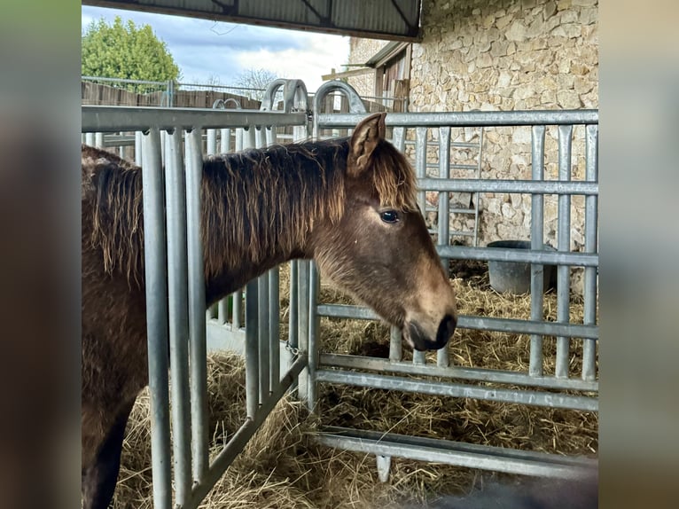 Paso Iberoamericano Hengst 1 Jahr Falbe in Schallstadt