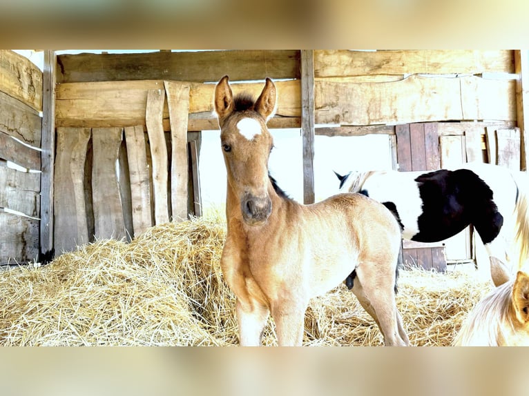Paso Iberoamericano Hengst 1 Jahr Falbe in Schallstadt