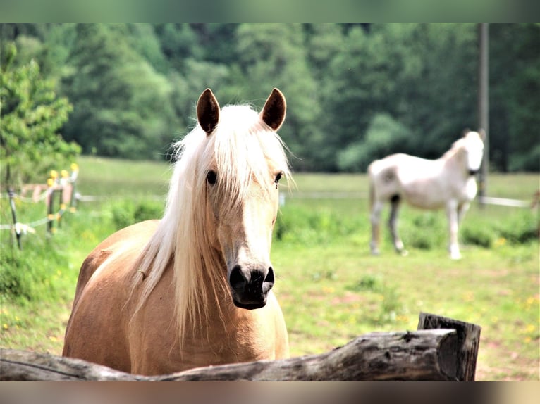 Paso Iberoamericano Hengst 1 Jahr Falbe in Schallstadt