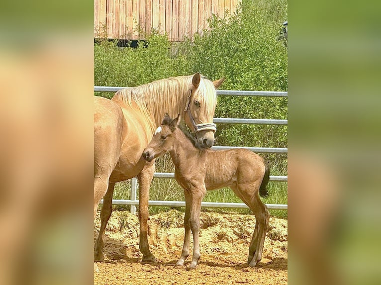 Paso Iberoamericano Hengst 1 Jahr Falbe in Schallstadt