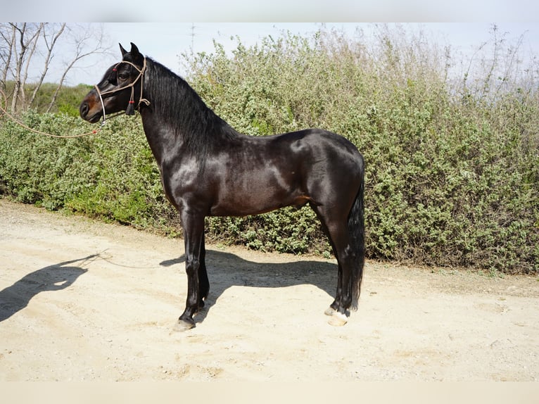Paso Iberoamericano Hengst 5 Jaar 152 cm Zwart in Corona, CA