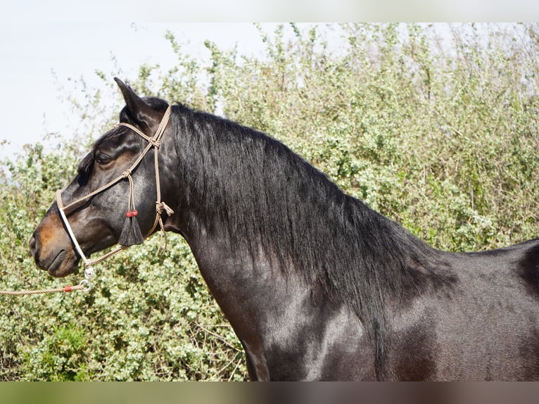 Paso Iberoamericano Hengst 5 Jahre 152 cm Rappe in Corona, CA