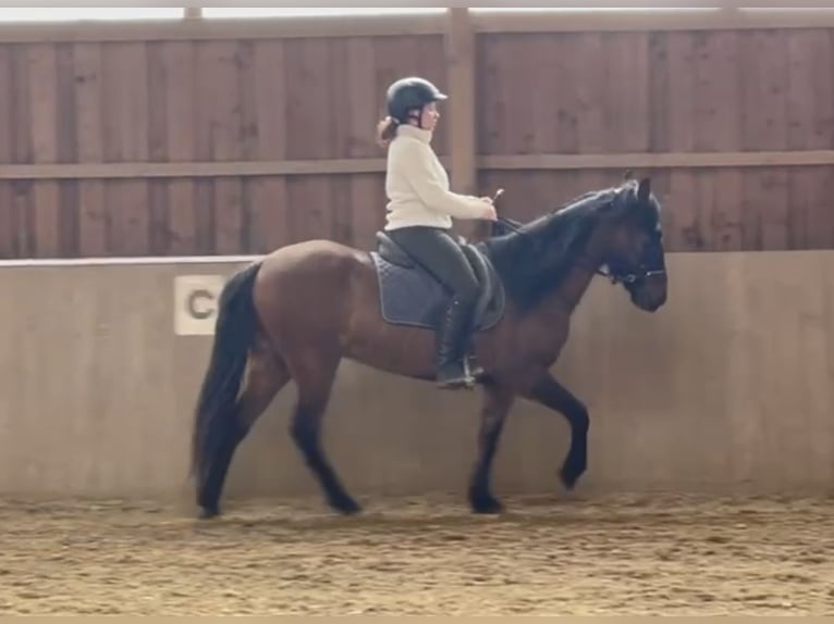 Paso Iberoamericano Hongre 5 Ans 146 cm Isabelle in Schmidm&#xFC;hlen