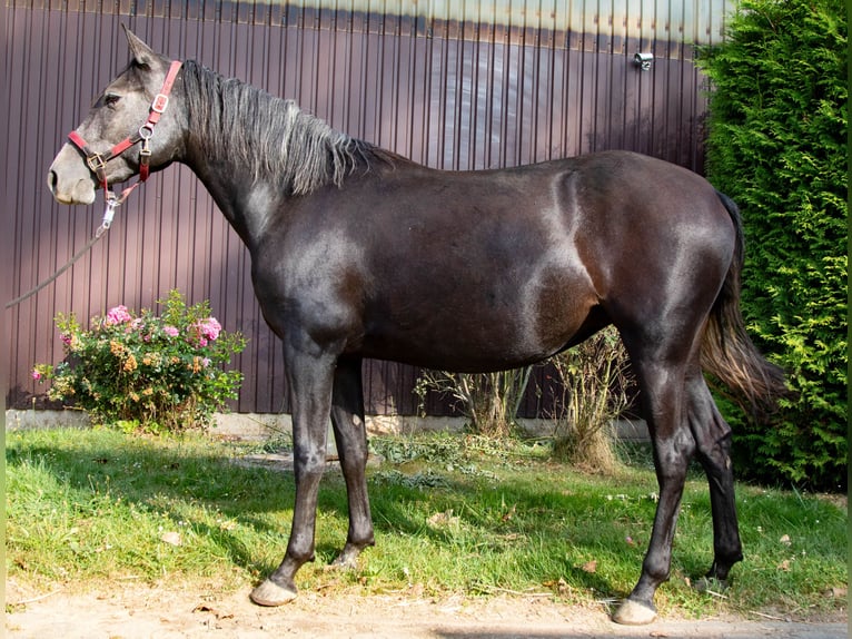 Paso Iberoamericano Jument 3 Ans 150 cm Peut devenir gris in Stadtallendorf