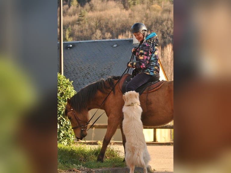 Paso Iberoamericano Jument 6 Ans 150 cm Isabelle in Florac Trois Rivi&#xE8;res