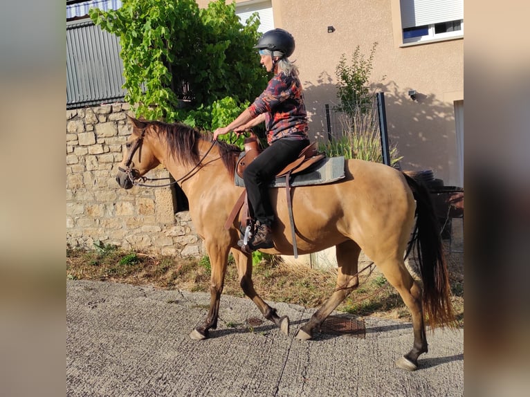 Paso Iberoamericano Klacz 6 lat 150 cm Bułana in Florac Trois Rivi&#xE8;res