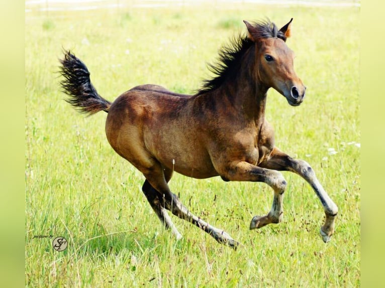 Paso Iberoamericano Mare 10 years 15,2 hh Dun in Beratzhausen