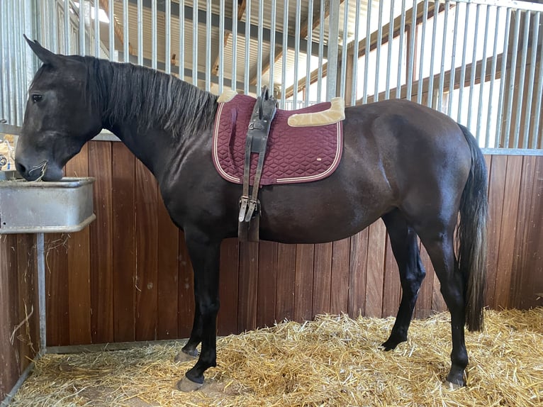 Paso Iberoamericano Mare 3 years 14,2 hh Can be white in Stadtallendorf