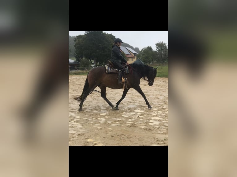 Paso Iberoamericano Merrie 10 Jaar 160 cm Falbe in Beratzhausen