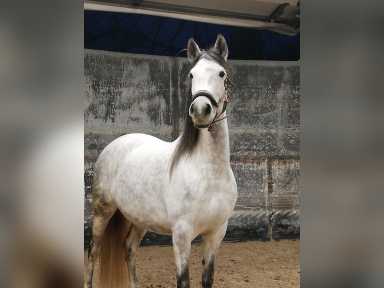 Paso Iberoamericano Merrie 14 Jaar 166 cm Schimmel in Lohmar