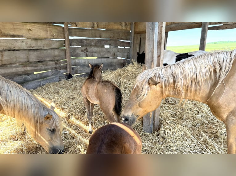 Paso Iberoamericano Semental 1 año Bayo in Schallstadt