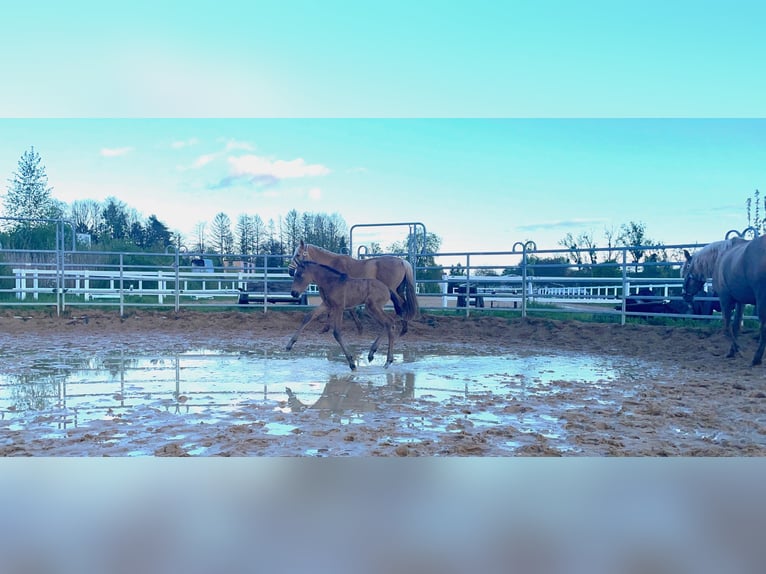 Paso Iberoamericano Semental 1 año Bayo in Schallstadt