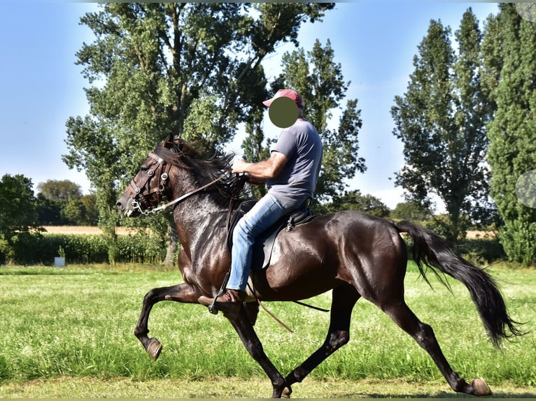 Paso Iberoamericano Semental 1 año Bayo in Schallstadt