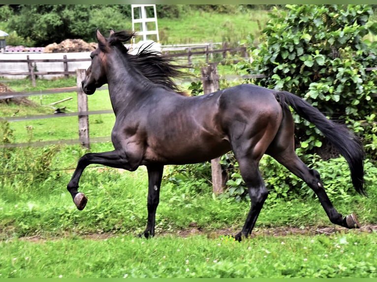 Paso Iberoamericano Semental 1 año Bayo in Schallstadt