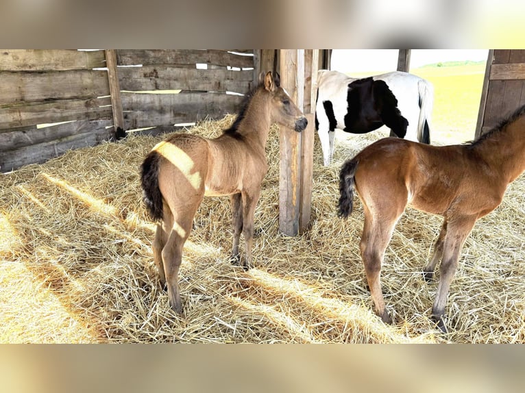 Paso Iberoamericano Semental 1 año Bayo in Schallstadt