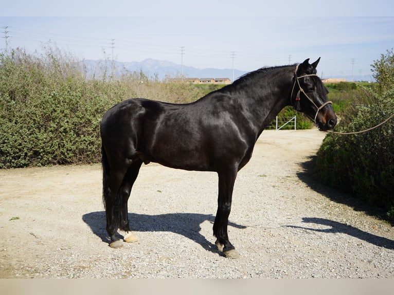 Paso Iberoamericano Semental 5 años 152 cm Negro in Corona, CA