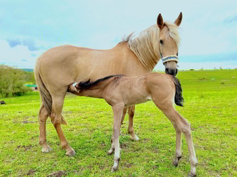 Paso Iberoamericano Stallion 1 year Dun in Schallstadt