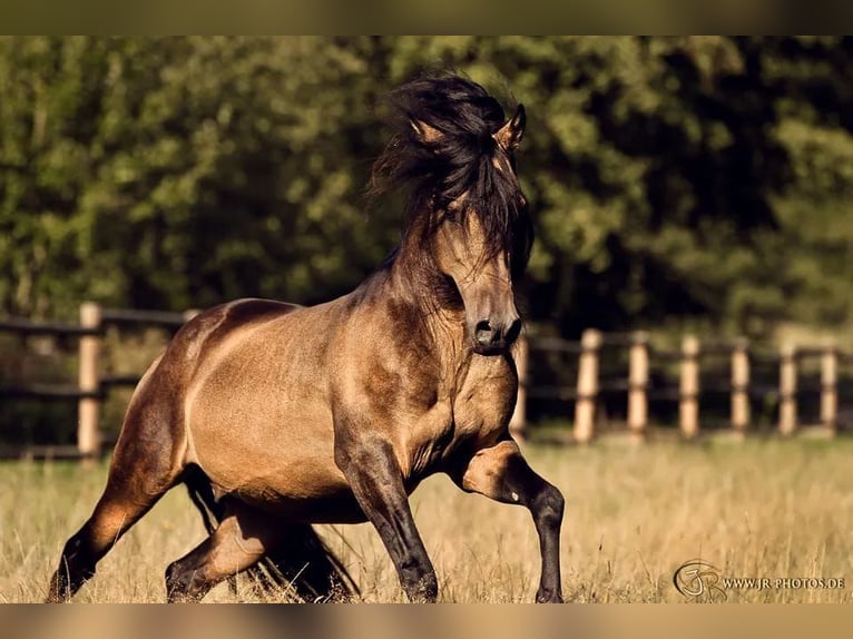 Paso Iberoamericano Stallion 1 year Dun in Schallstadt