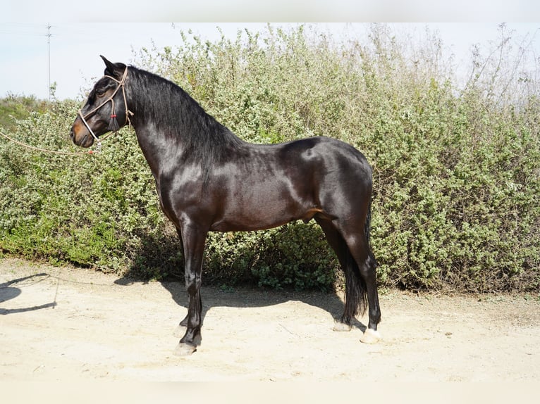 Paso Iberoamericano Stallion 5 years 15 hh Black in Corona, CA