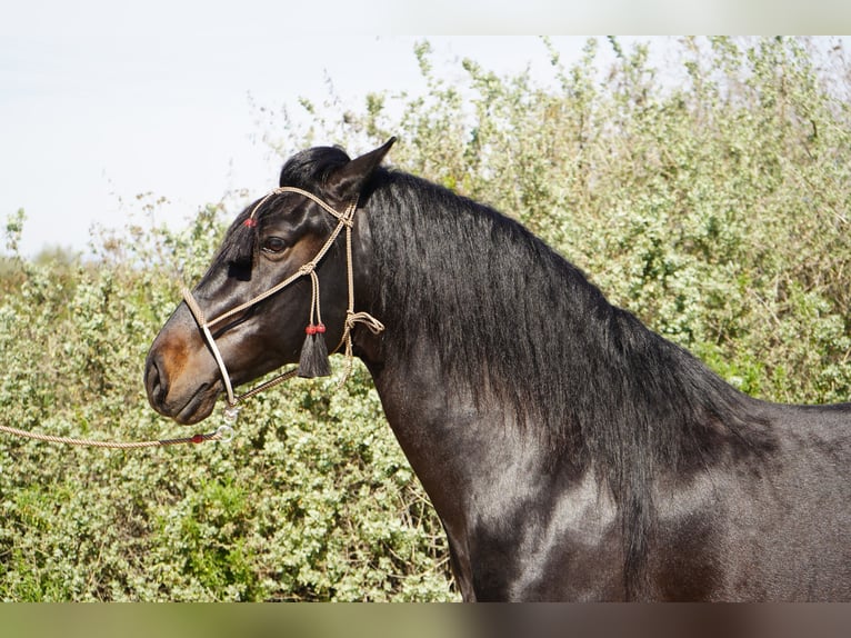 Paso Iberoamericano Stallion 5 years 15 hh Black in Corona, CA