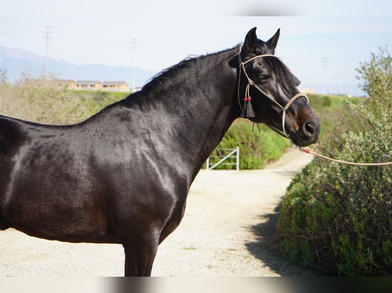 Paso Iberoamericano Stallion 5 years 15 hh Black in Corona, CA