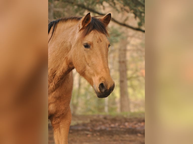 Paso Iberoamericano Stute 6 Jahre 150 cm Falbe in Florac Trois Rivi&#xE8;res